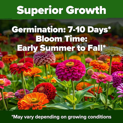 🌸 SeedHeaven Zinnia Flower Seed Vault (California Giant Mix)